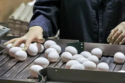 Distribuidor de esteira de ovos