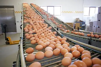 Distribuidor de esteira transportadora de ovos