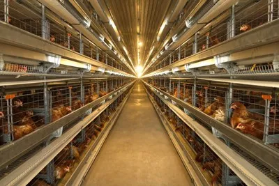 Distribuidor de sistema de nebulização para avicultura