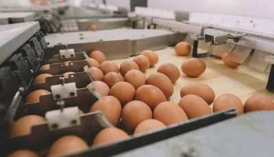 Empresa de esteira de ovos
