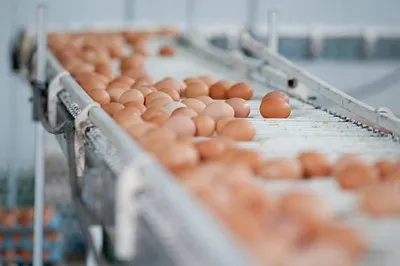 Esteira transportadora de ovos avicultura