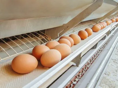 Fornecedor de esteira transportadora de ovos