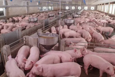 Sistema de nebulização para porcos